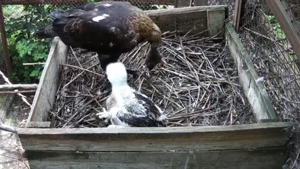 Mom Eagle Brought Mouse Nest Prepares Her Child — Stock Video