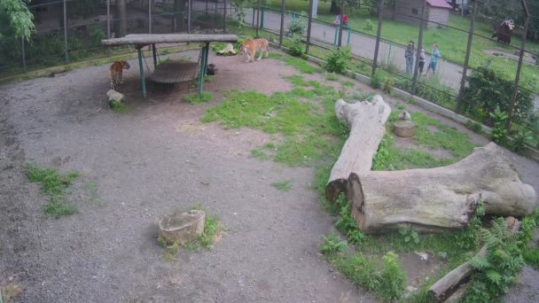 Δύο Τίγρεις Επιτίθενται Παιχνιδιάρικα Μία Στην Άλλη — Αρχείο Βίντεο