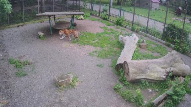 檻の周りに2匹のトラが — ストック動画