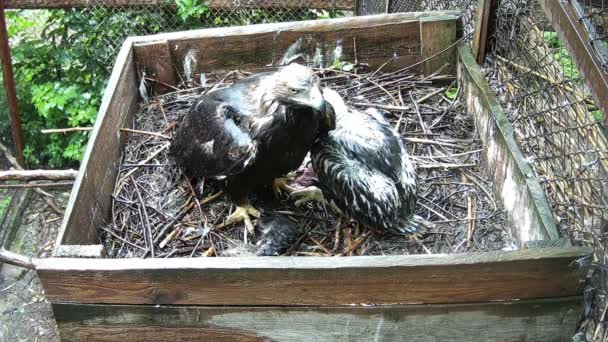 Eagle Mom Covers Her Baby Pouring Rain — Stock Video