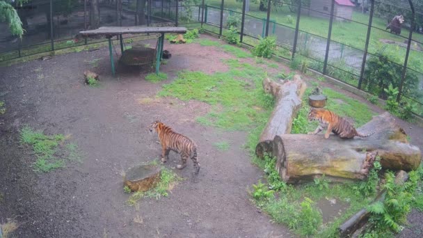 Dois Belos Tigres Estão Brincando Gramado Chuva — Vídeo de Stock