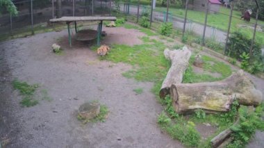 Güzel çizgili bir kaplan çimlerde uzanıyor ve batan güneşten dinleniyor.