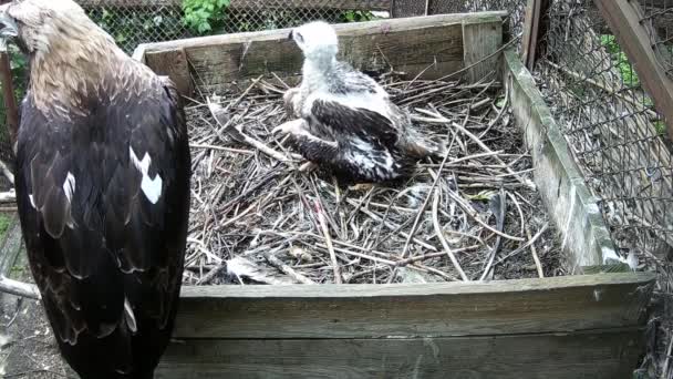 Moher Águila Sentado Parte Inferior Protección Bebé — Vídeos de Stock