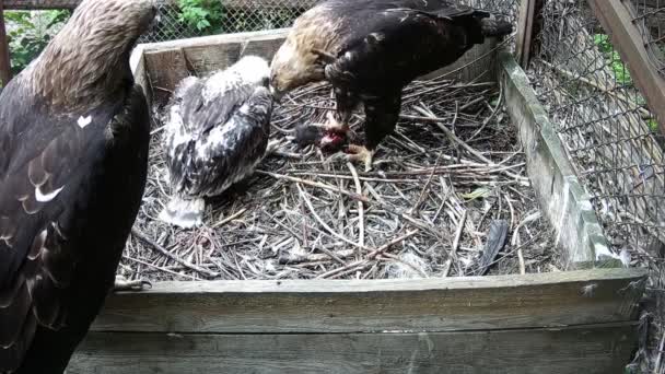 Fother Adler Beobachten Wer Mutter Und Baby Eine Maus Essen — Stockvideo