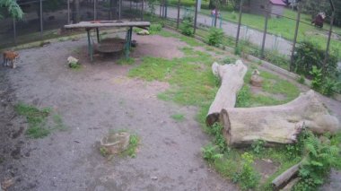 Güzel çizgili kaplan yemek için bekliyor.