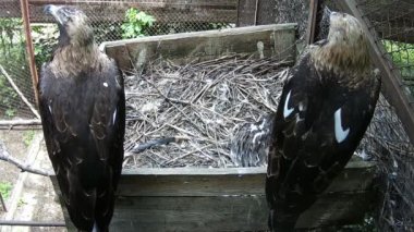 Anne ve baba kartallar yuvada yavrularını korur..