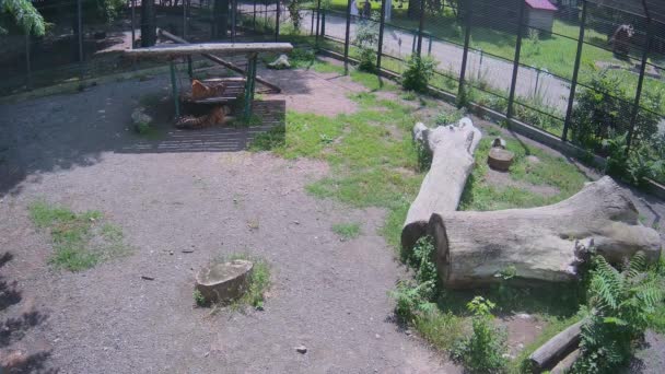 虎の赤ちゃんと彼の母親は 注ぐ太陽から彼らを守るスイングに休んでいます — ストック動画