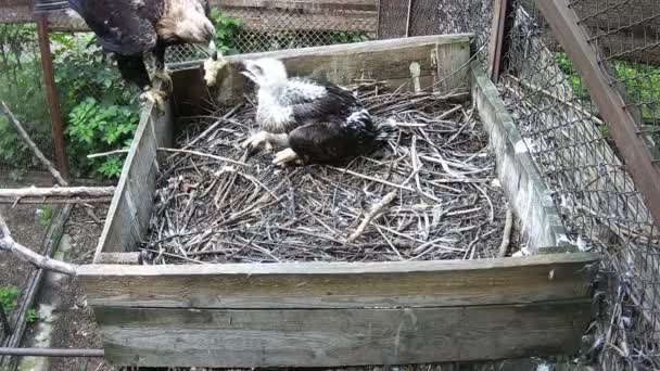 Madre Del Águila Voló Con Presa Por Hijo Comenzó Alimentarlo — Vídeo de stock