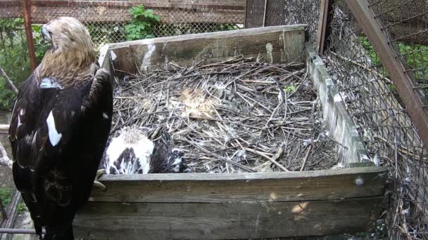 Moeder Adelaar Beschermt Haar Baby Terwijl Hij Slaapt Het Nest — Stockvideo