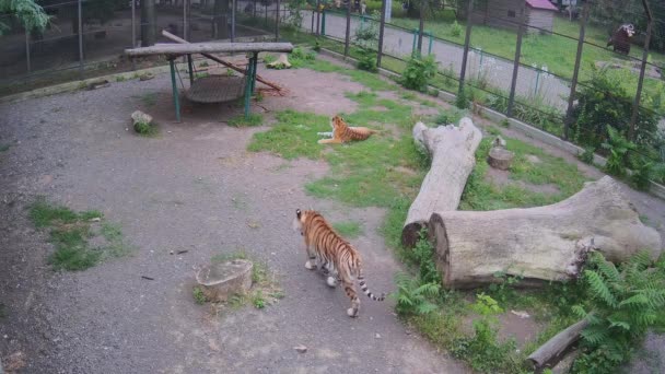 Tigre Caminando Alrededor Jaula — Vídeo de stock