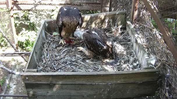 Águila Madre Alimenta Cachorro Pico — Vídeos de Stock