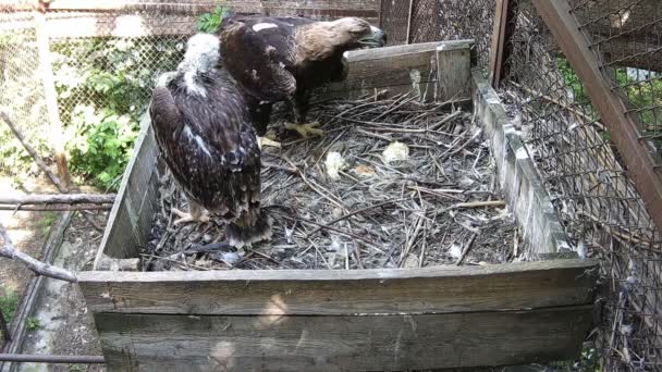 Madre Del Águila Voló Nido Con Presas Comenzó Alimentar Bebé — Vídeo de stock