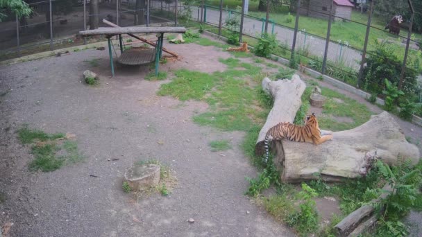 Τίγρεις Κουράστηκαν Από Ζέστη Ξαπλώνουν Ένα Κλουβί Καθένας Στη Γωνία — Αρχείο Βίντεο