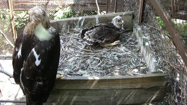 雌鷲が巣の中にいる間 鷲の母は彼を見ている — ストック動画