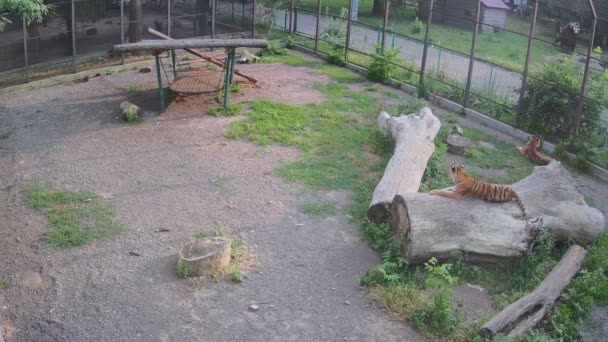 Madre Hijo Tigres Descansan Césped Atardecer Después Día Caluroso — Vídeos de Stock