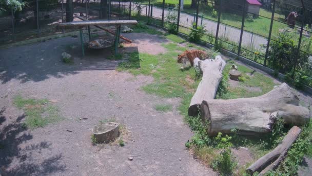 Tygrys Błąka Się Samotnie Klatce Podczas Gdy Inny Wilk Śpi — Wideo stockowe