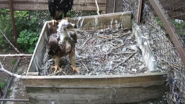 Little Eaglet Stands Nest Looks Out Its Mother — Stock Video
