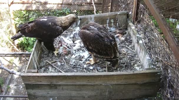 Eagles Eat Prey Nest — Stock Video