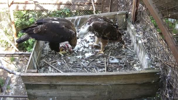 Águila Madre Alimenta Bebé Desgarrando Pequeños Pedazos Presa — Vídeo de stock