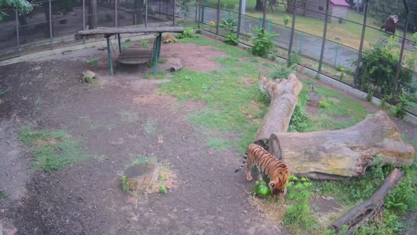 Tigre Come Hierba Mojada Después Lluvia — Vídeos de Stock