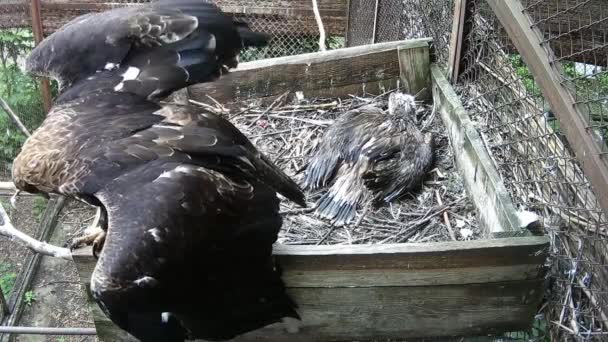 Madre Dell Aquila Sbatte Ali Spaventando Altri Uccelli Lontano Dal — Video Stock