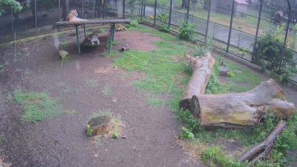 Kaplanlar Yağmurda Salıncakta Oturur — Stok video