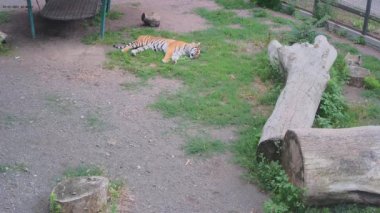 Çimlerin üzerinde yatan güzel bir kaplanı yakından çek.