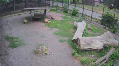 Sıcaktan bitap düşmüş kaplan, bir kafeste dinleniyor..