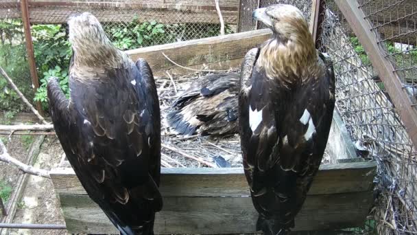 Mom Dad Eagles Guard Whole Chick Nest — Vídeo de Stock
