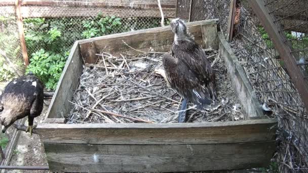 Little Eaglet Left Alone Nest Calling Its Parents — Stock Video
