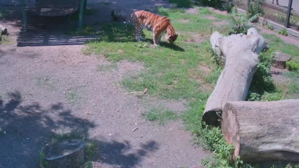 Tijger Eet Het Gras — Stockvideo