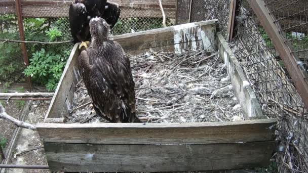 Pequeño Águila Esperando Wile Hos Mamá Comenzó Darle Comer — Vídeos de Stock