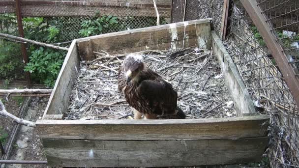 Pequeño Águila Llamando Mamá — Vídeos de Stock