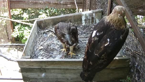 Mamá Águila Bebé Esperando Padre Con Comida — Vídeo de stock