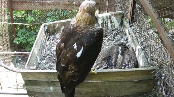 Mamá Águila Protegió Bebé — Vídeos de Stock