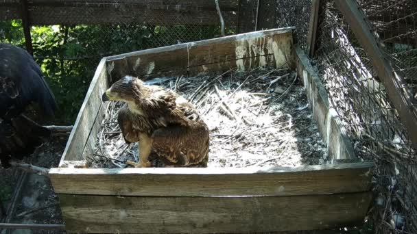 Litlle Eagle Staying Alone Nest Caaling His Mom — Stock Video