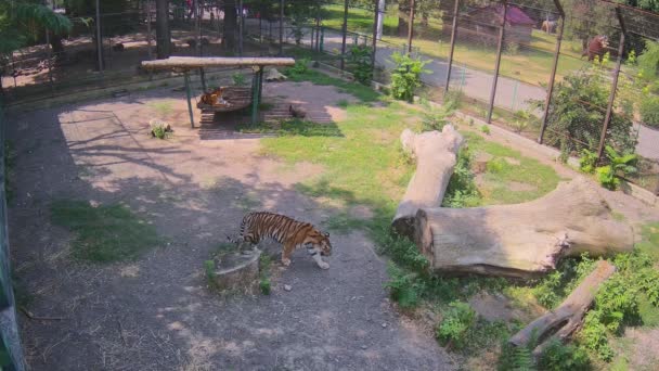 Een Tijger Die Schommel Ligt Een Andere Die Kooi Loopt — Stockvideo