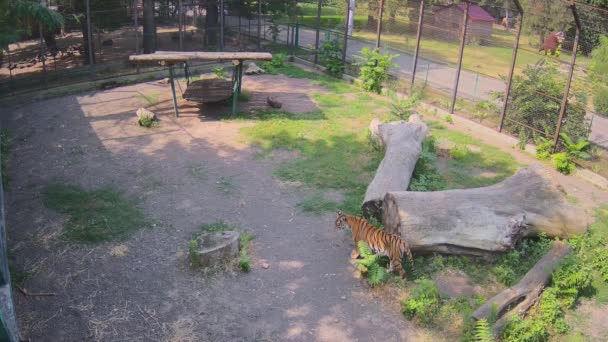 Two Togers Walking Cage Together — Stock Video