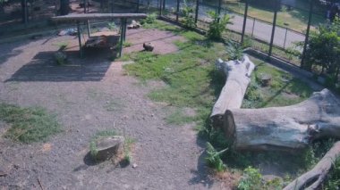 Kaplanlar gölgede dinlenir.