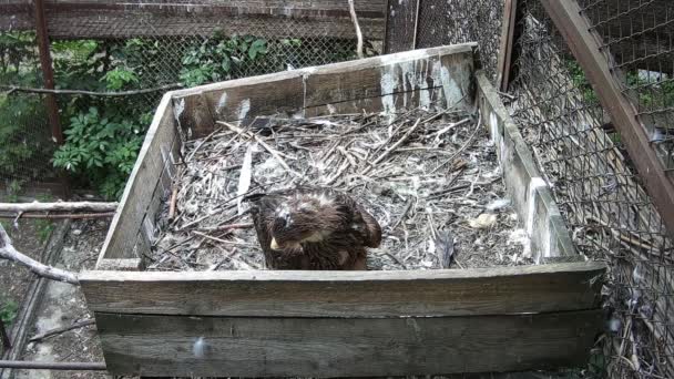 Eagle Chick Sedang Menunggu Orang Tua Sarang — Stok Video