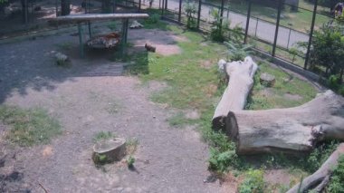 İki kaplan salıncakta birlikte uyuyakaldı..