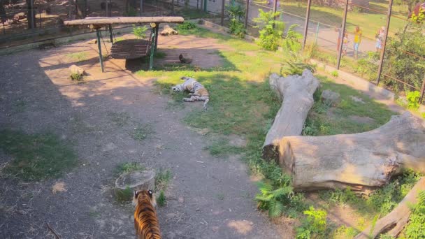 Tigre Está Deitado Gramado Enquanto Outro Tigre Está Escondido Sombra — Vídeo de Stock
