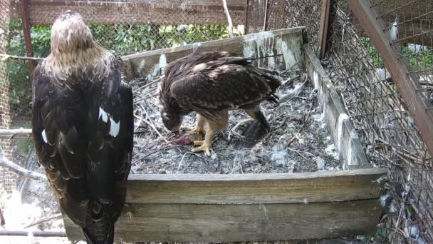 Poco Aguilucho Limpia Alimento Antes Comida — Vídeo de stock