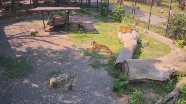 Tigres Mañana Caliente Vagan Por Césped — Vídeo de stock