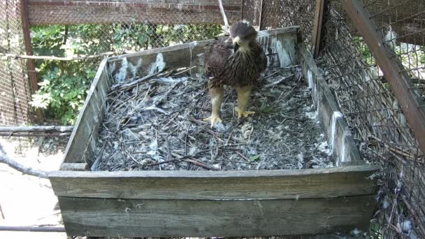 Piccola Aquila Sta Aspettando Genitori Una Gabbia — Video Stock