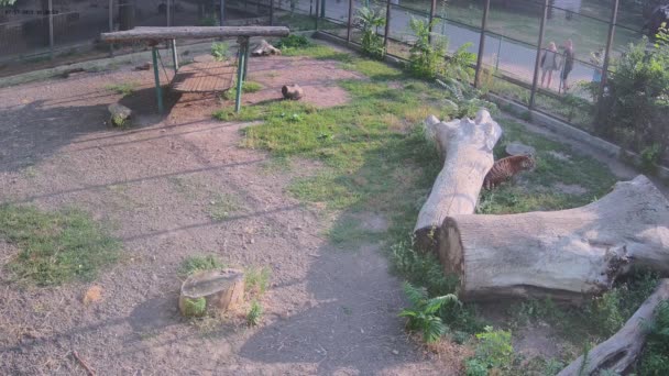 Dwa Tygrysy Bawią Się Trawniku Ukrywając Się Cieniu Przed Słońcem — Wideo stockowe