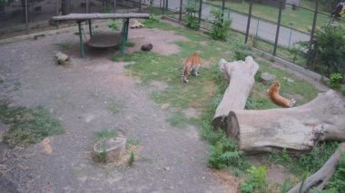 Kaplanlar çimenlerde dinlenirken güneş saklanıyor.