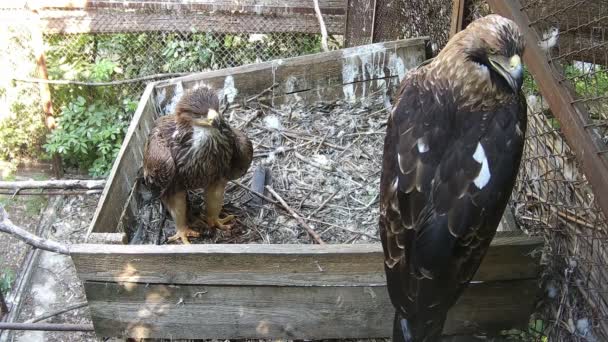 Adlermutter Und Ihr Baby Auf Dem Nest — Stockvideo