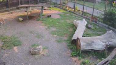  Kaplan ağaca atlıyor.