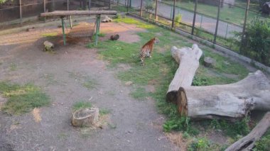 Kaplanlar kafesin etrafında uyanır.